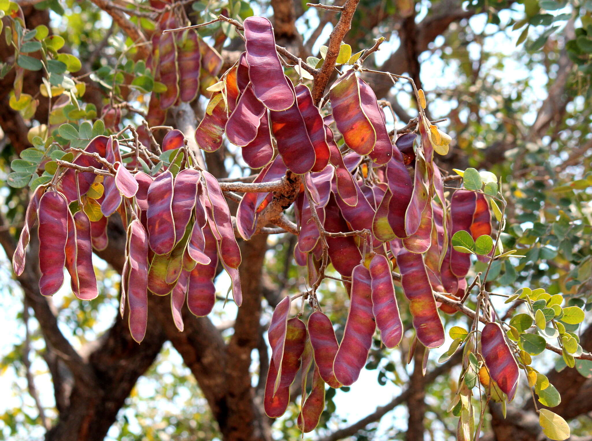 Image of Large-leaved albizia