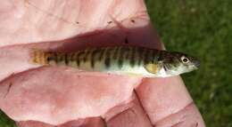 Image of Logperch