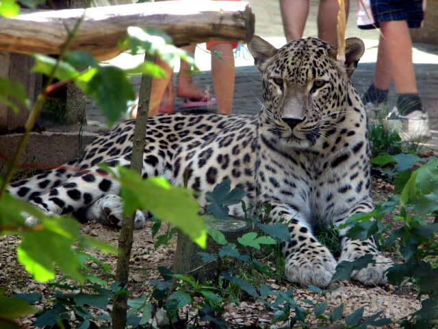 Image of Persian leopard