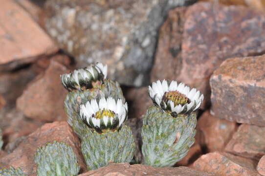 Image of Oriastrum pulvinatum Phil.