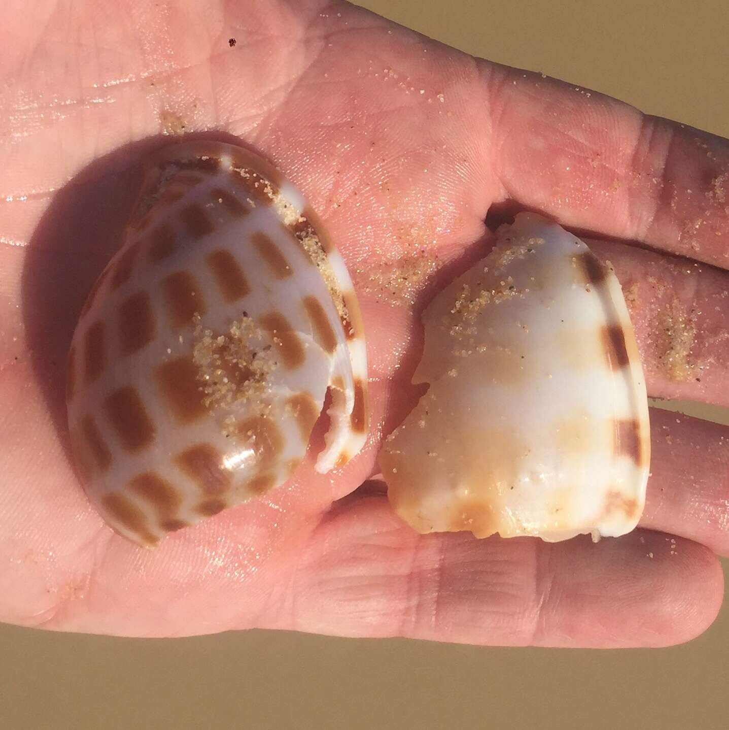 Image of checkered bonnet