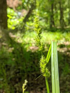 Imagem de Carex stipata var. maxima Chapm. ex Boott