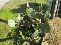 Image of Eastern Prickly Pear