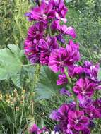 Image of Malva sylvestris var. mauritiana (L.) Boiss.