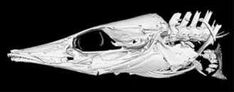 Image of Mastacembelus platysoma Poll & Matthes 1962