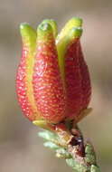 Image of Diosma prama I. Williams