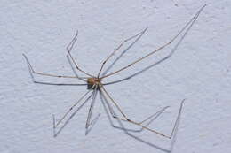 Image of Cellar spider