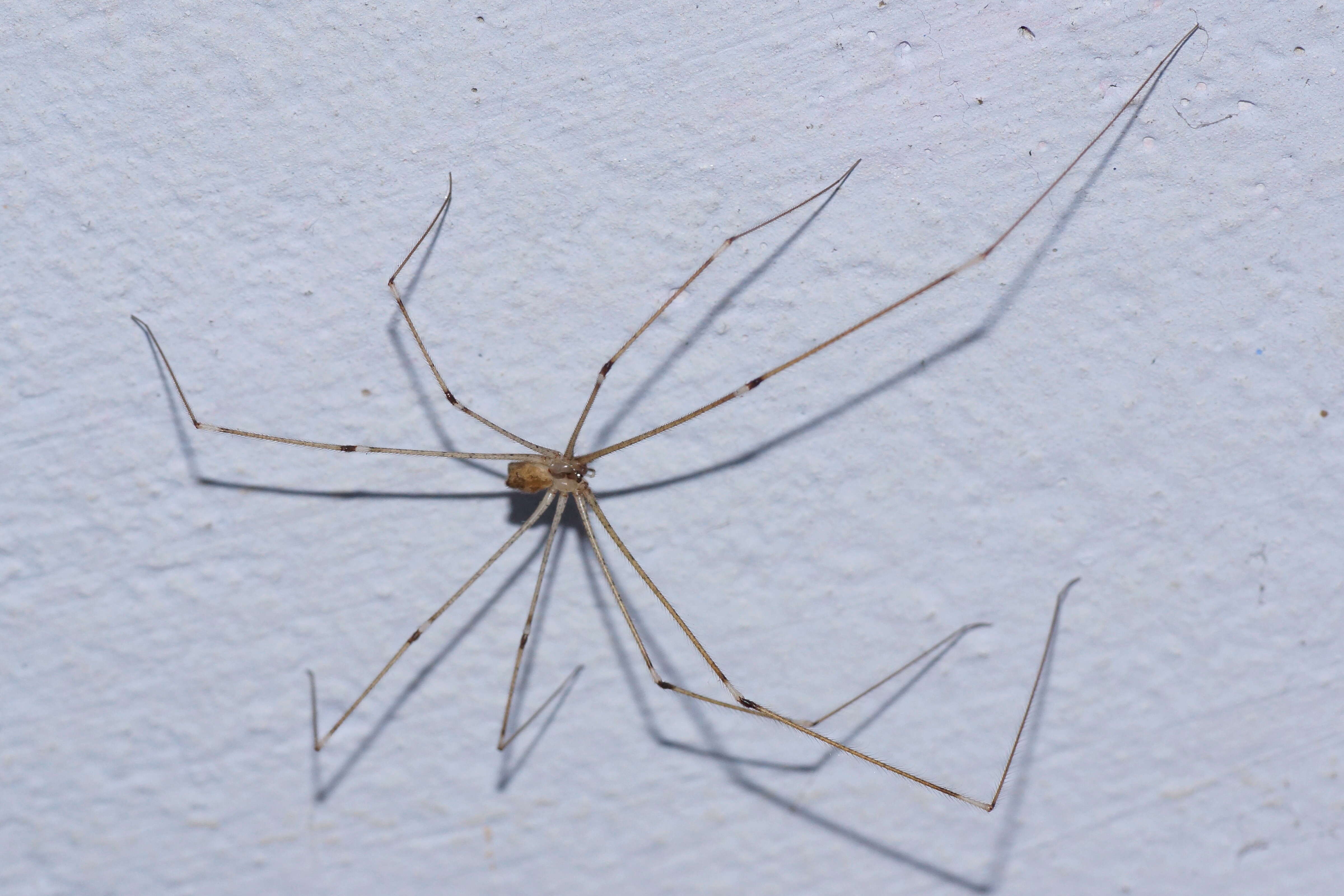 Image of Cellar spider