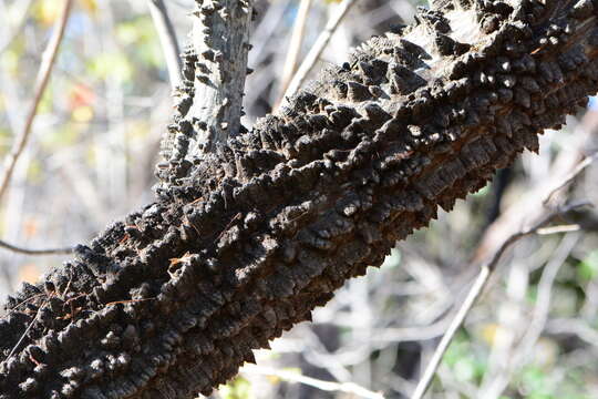 Anadenanthera colubrina var. cebil (Griseb.) Altschul的圖片