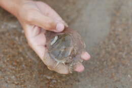 Image of lobed moonsnail