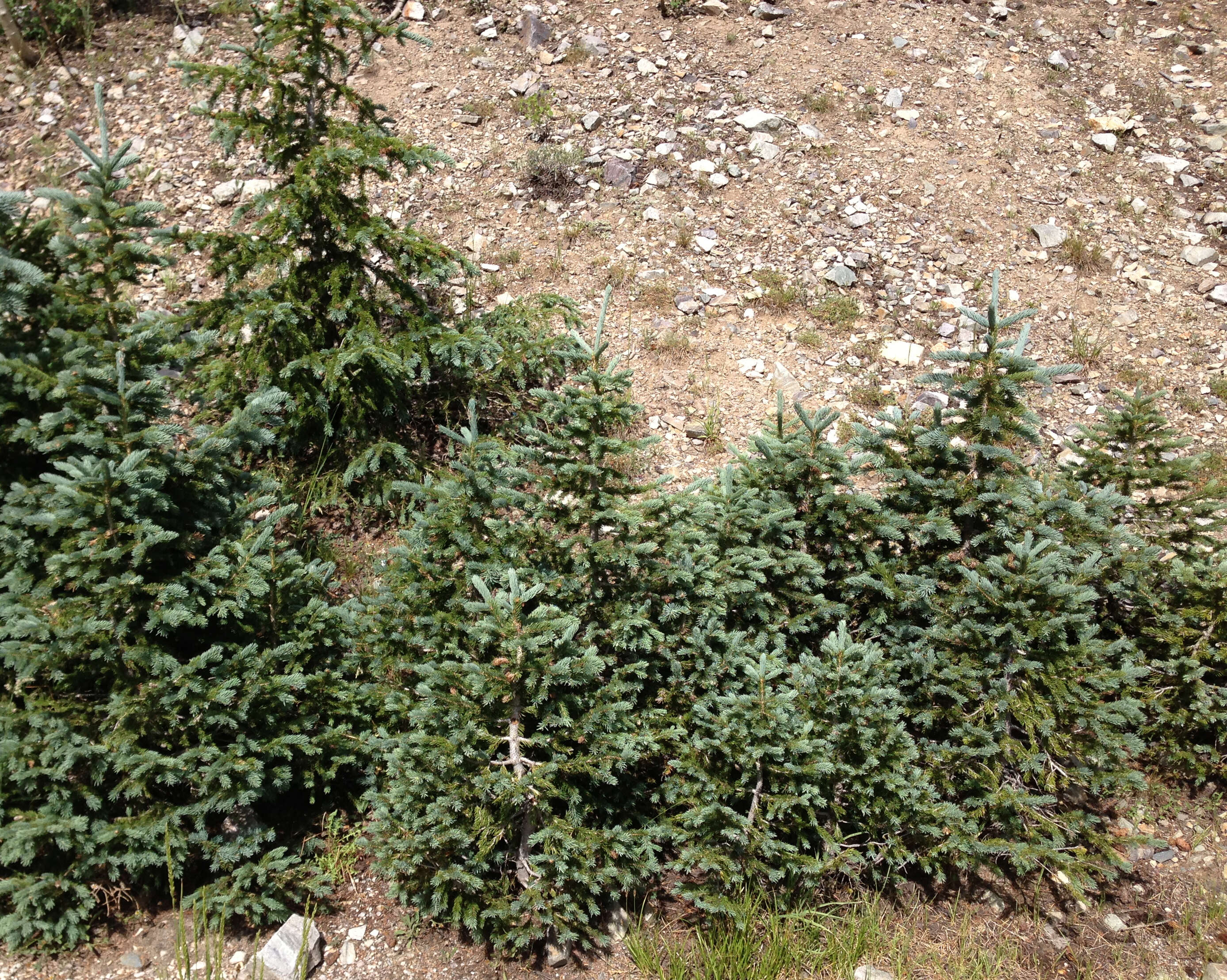 Image of Engelmann Spruce