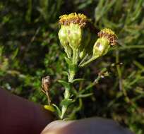 Image of Athanasia quinquedentata subsp. quinquedentata