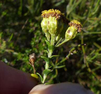 Image of Athanasia quinquedentata subsp. quinquedentata