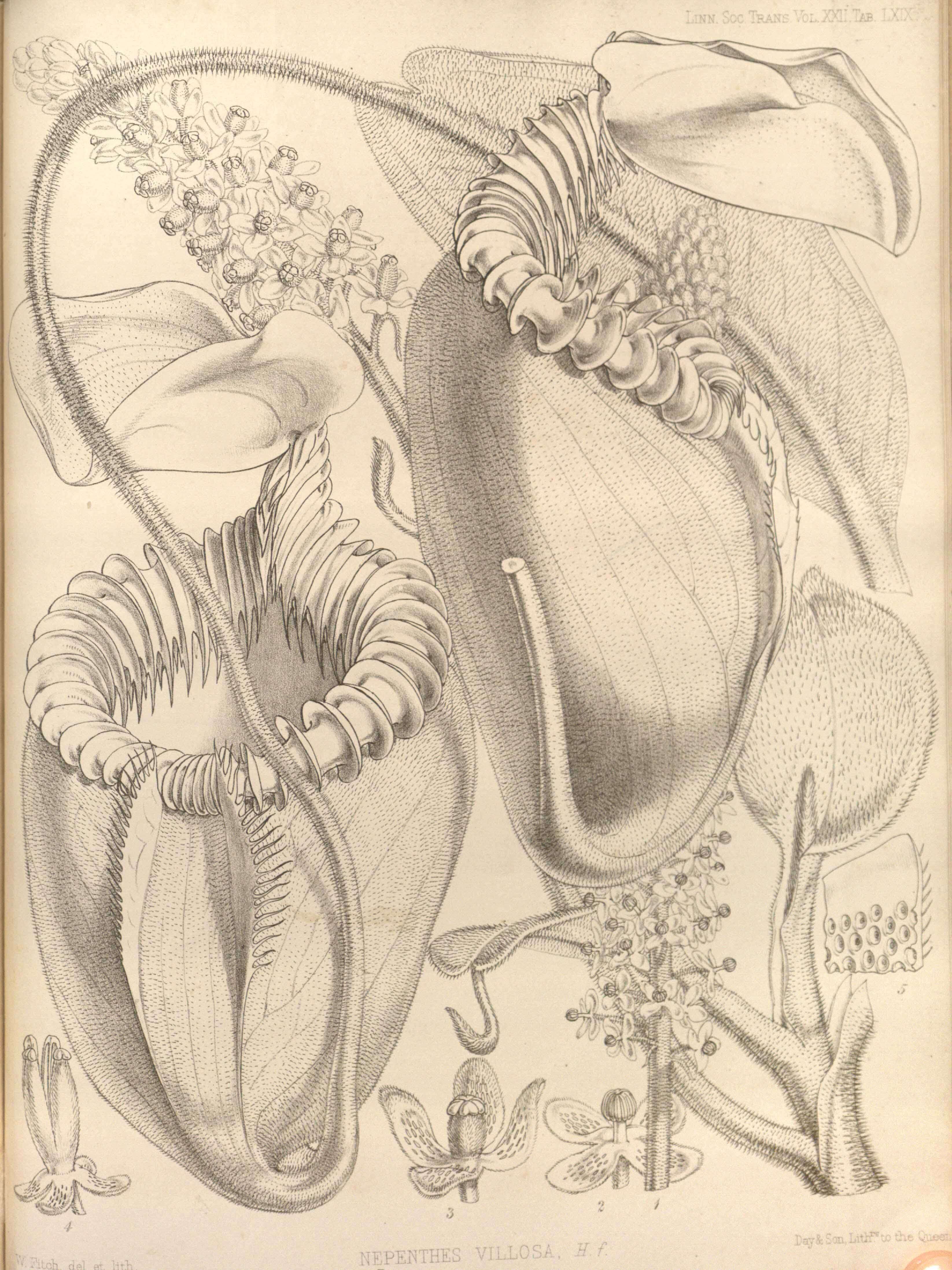 Image of Pitcher plant