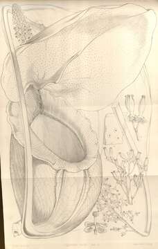 Image of Giant Malaysian Pitcher Plant