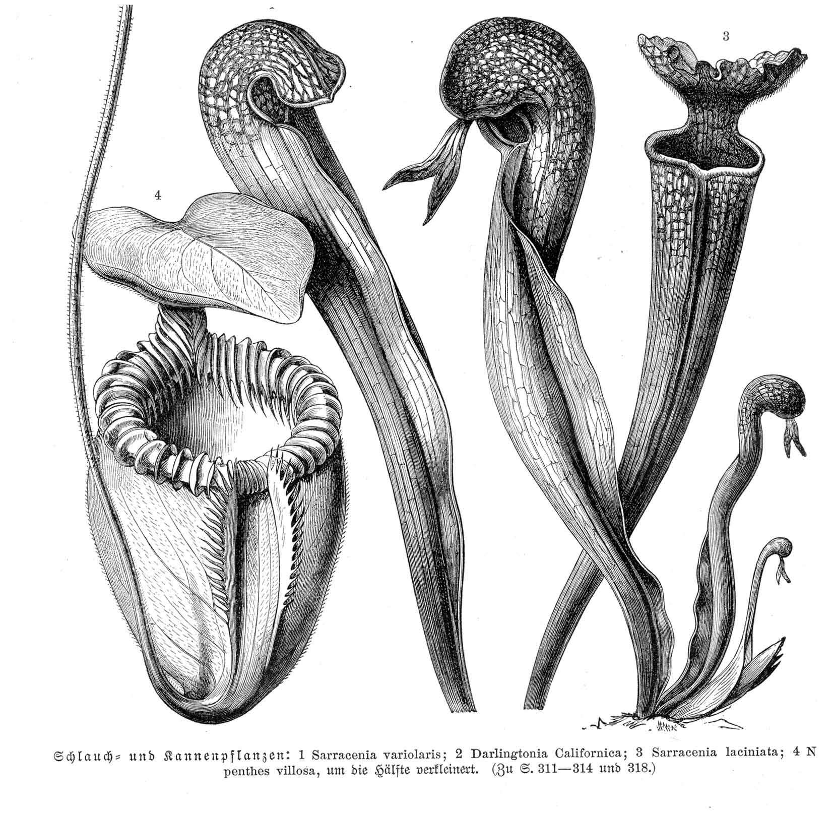 Image of Hooded Pitcherplant