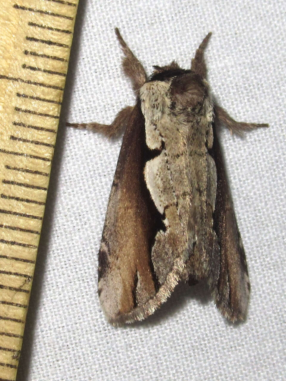 Image of Double-toothed Prominent