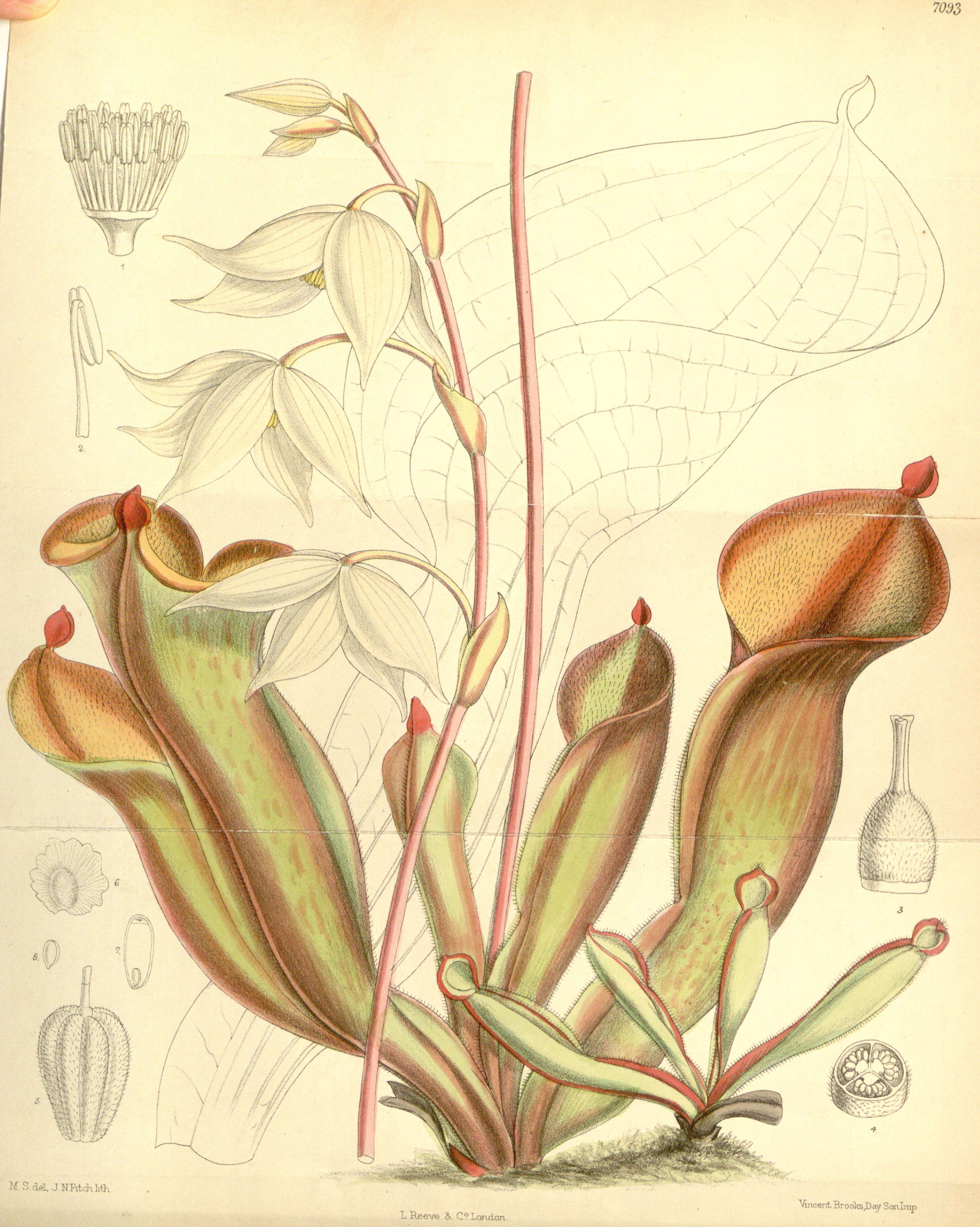 Image of Heliamphora nutans Benth.