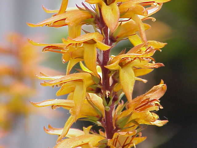 Imagem de Digitalis canariensis L.