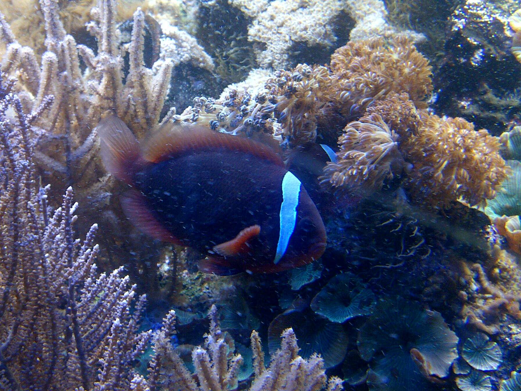 Image of Maldive anemonefish