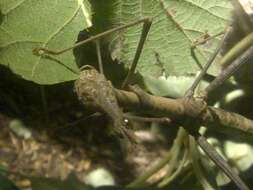 Image of giant stick insect