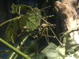 Image of giant stick insect