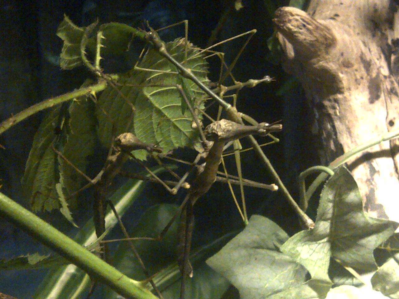 Image of giant stick insect