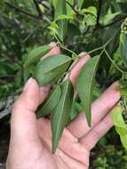 Imagem de Ventilago leiocarpa Benth.