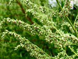 Image of common wormwood