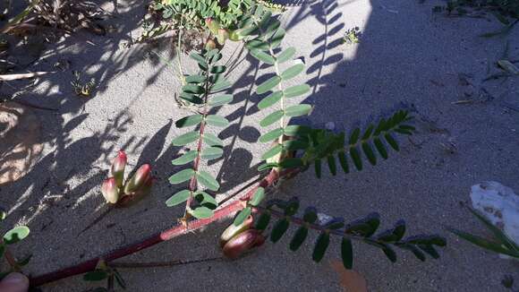 Image of Yellow Milk-vetch