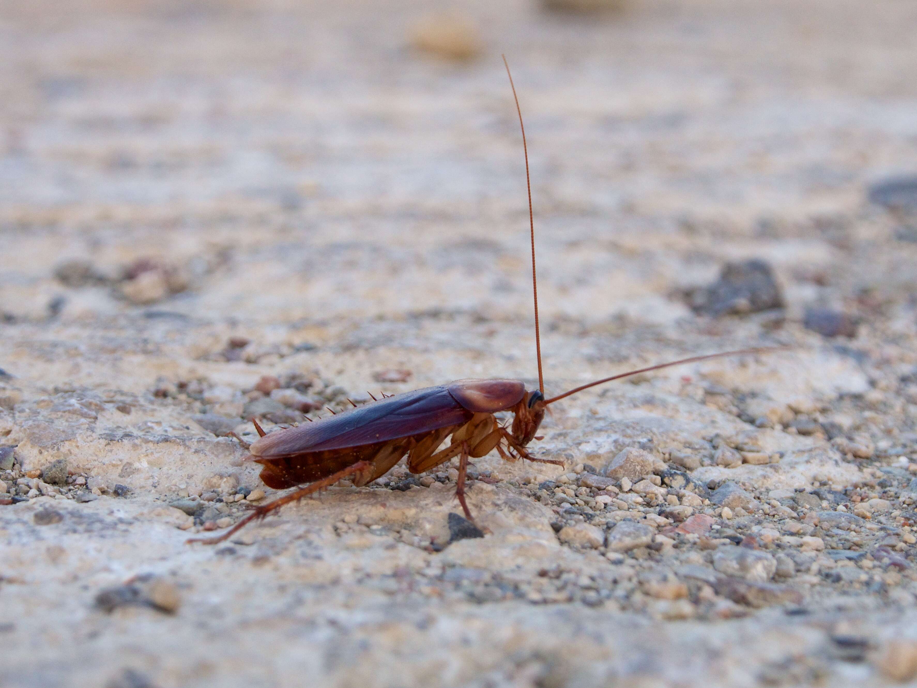 Image of american cockroach, ship cockroach