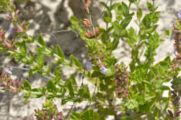 Image of angled sandmint