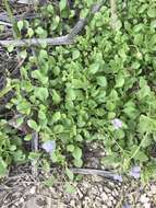 Imagem de Ageratum maritimum Kunth