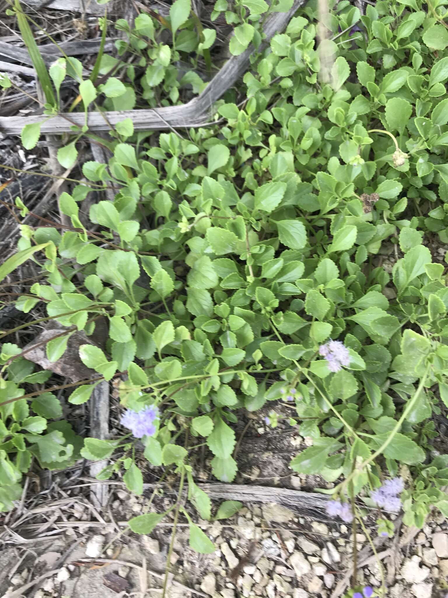 Imagem de Ageratum maritimum Kunth