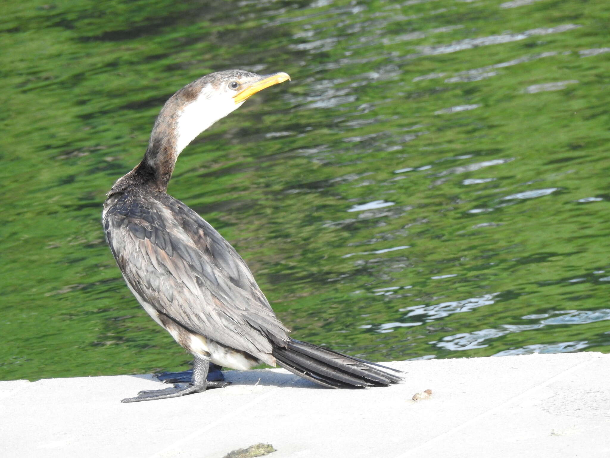 Image of Dwarf cormorants