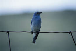 Image of Mountain Bluebird