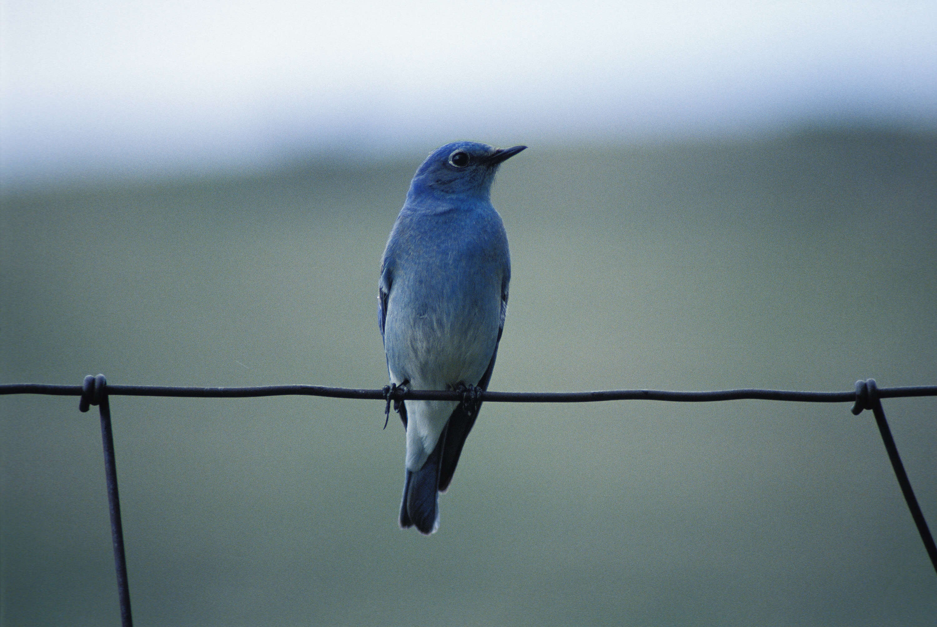 Image of Mountain Bluebird