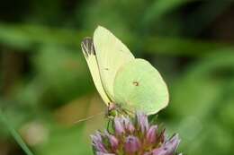 Image of Scudder's Sulphur