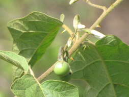 Image of Solanum ferrugineum Jacq.