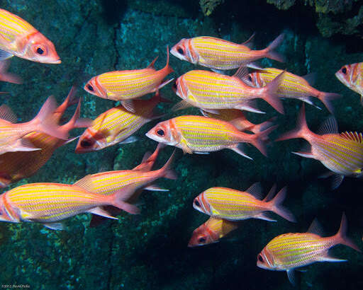 Image of Goldlined squirrelfish