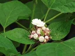 Clerodendrum chinense (Osbeck) Mabb. resmi