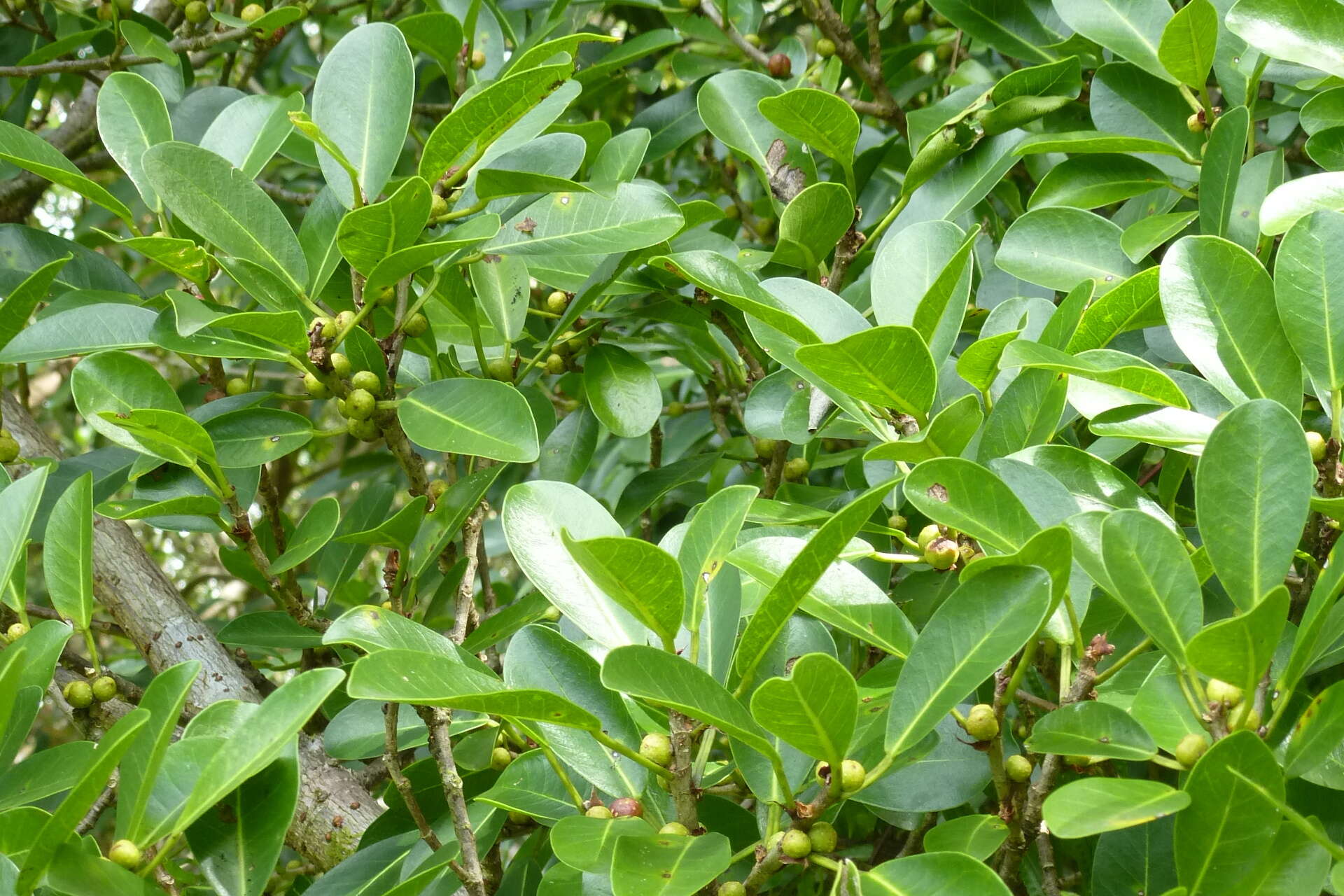 Image of Ficus retusa L.