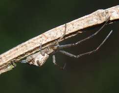 Image of stretch spider