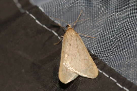 Image of pale maple moth