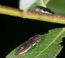 Image of Agrilus quadriguttatus niveiventris Horn 1891