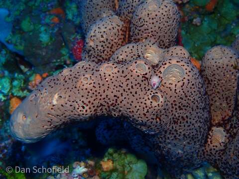 Image of brown tube sponge