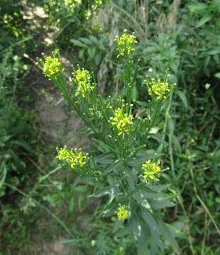 Image of hard wallflower