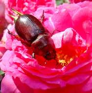 Image of European rhinoceros beetle