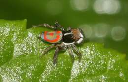 Image of Peacock spider