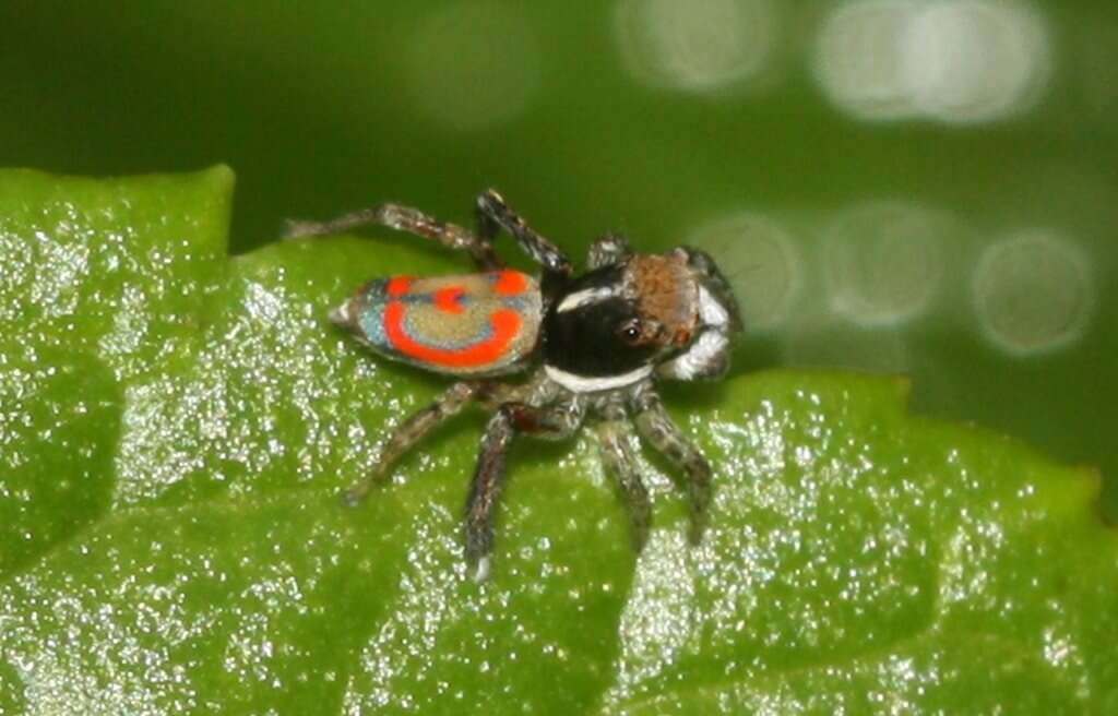 Image of Peacock spider